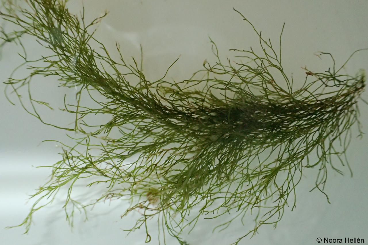 Green algae - Chlorophyta, Identify