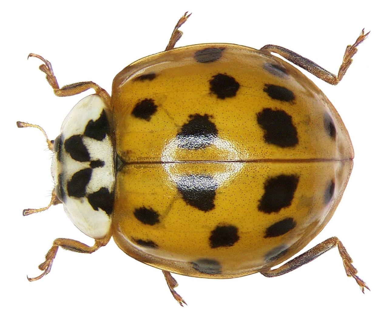 Kuvahaun tulos haulle leppäpirkko