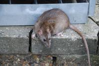 hiiret ja rotat - Murinae | Media | Suomen Lajitietokeskus