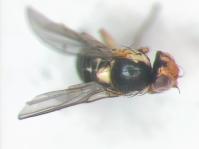 Image 17