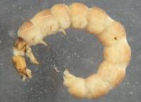 Image 16