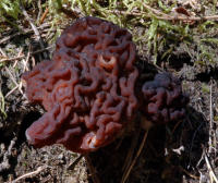 korvasieniryhmä - Gyromitra esculenta coll. | Yleiskuvaus | Suomen  Lajitietokeskus