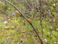 Image 15