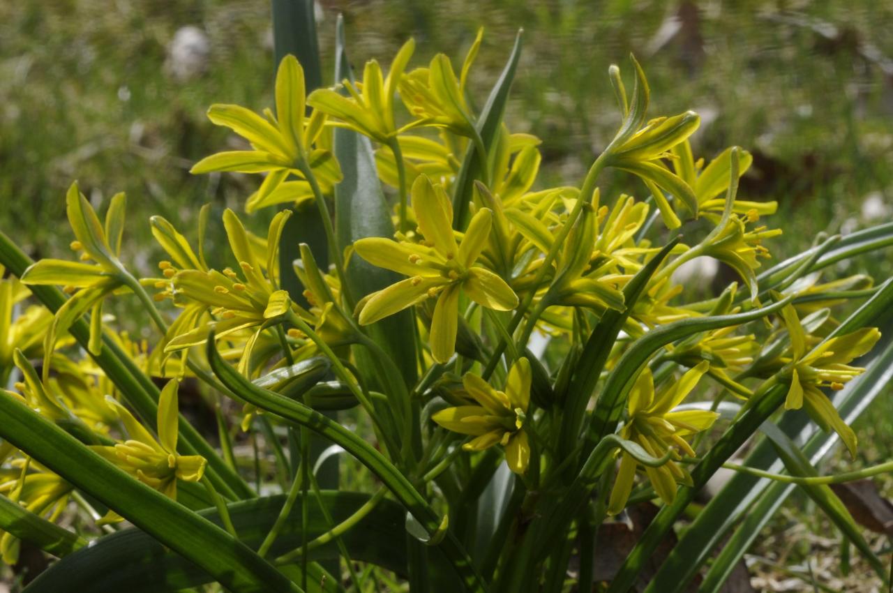 liljakasvit - Liliaceae | Tunnistus | Suomen Lajitietokeskus