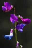 Image 14