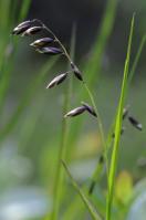 heinäkasvit - Poaceae | Yleiskuvaus | Suomen Lajitietokeskus