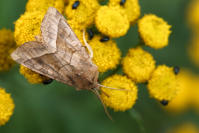 Image 15
