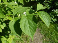 Image 17