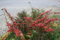 Image 17