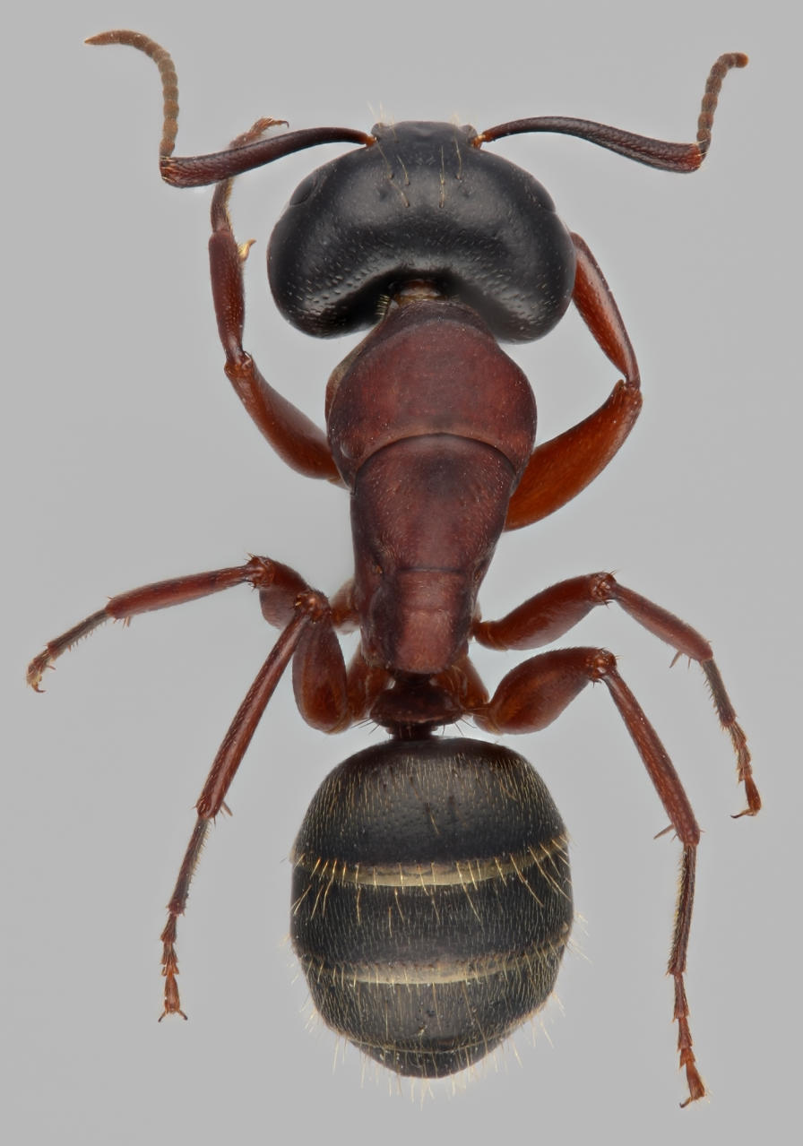 hevosmuurahaiset - Camponotus | Tunnistus | Suomen Lajitietokeskus