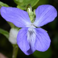 Image 15