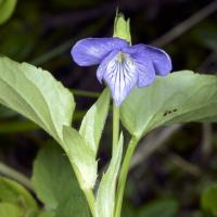 Image 17