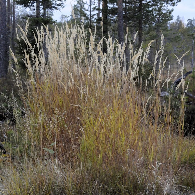 heinäkasvit - Poaceae | Tunnistus | Suomen Lajitietokeskus