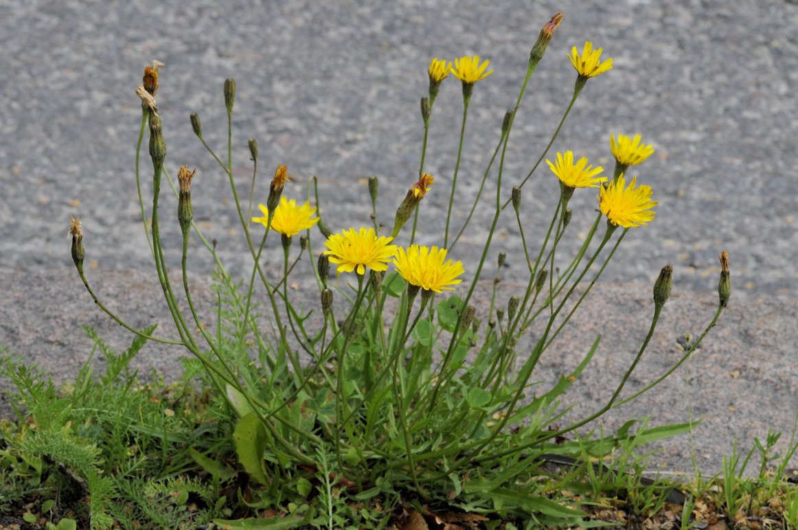 syysmaitiainen - Scorzoneroides autumnalis | Tunnistus | Suomen  Lajitietokeskus