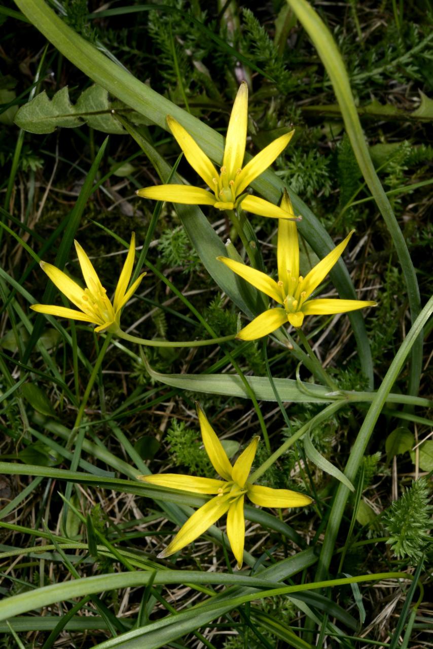 liljakasvit - Liliaceae | Tunnistus | Suomen Lajitietokeskus