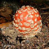 sienet - Fungi | Yleiskuvaus | Suomen Lajitietokeskus