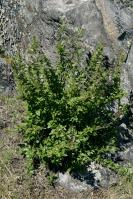 Image 13
