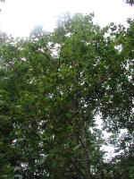 Image 23