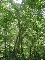 Image 22