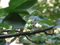Image 15