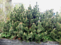 Image 15