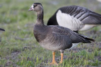 Lesser White-fronted Goose (hybrid) - Anser erythropus hybrid | Overview |  Finnish Biodiversity Info Facility