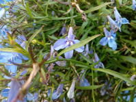 Image 17