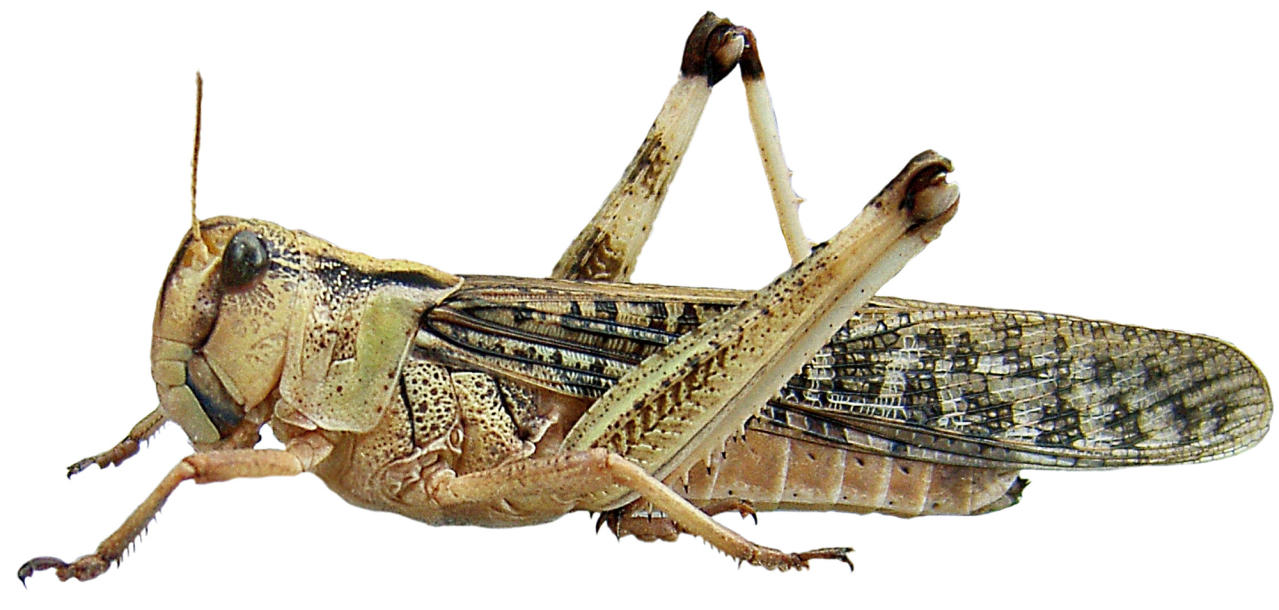 Locusta, Overview