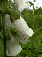 Image 24