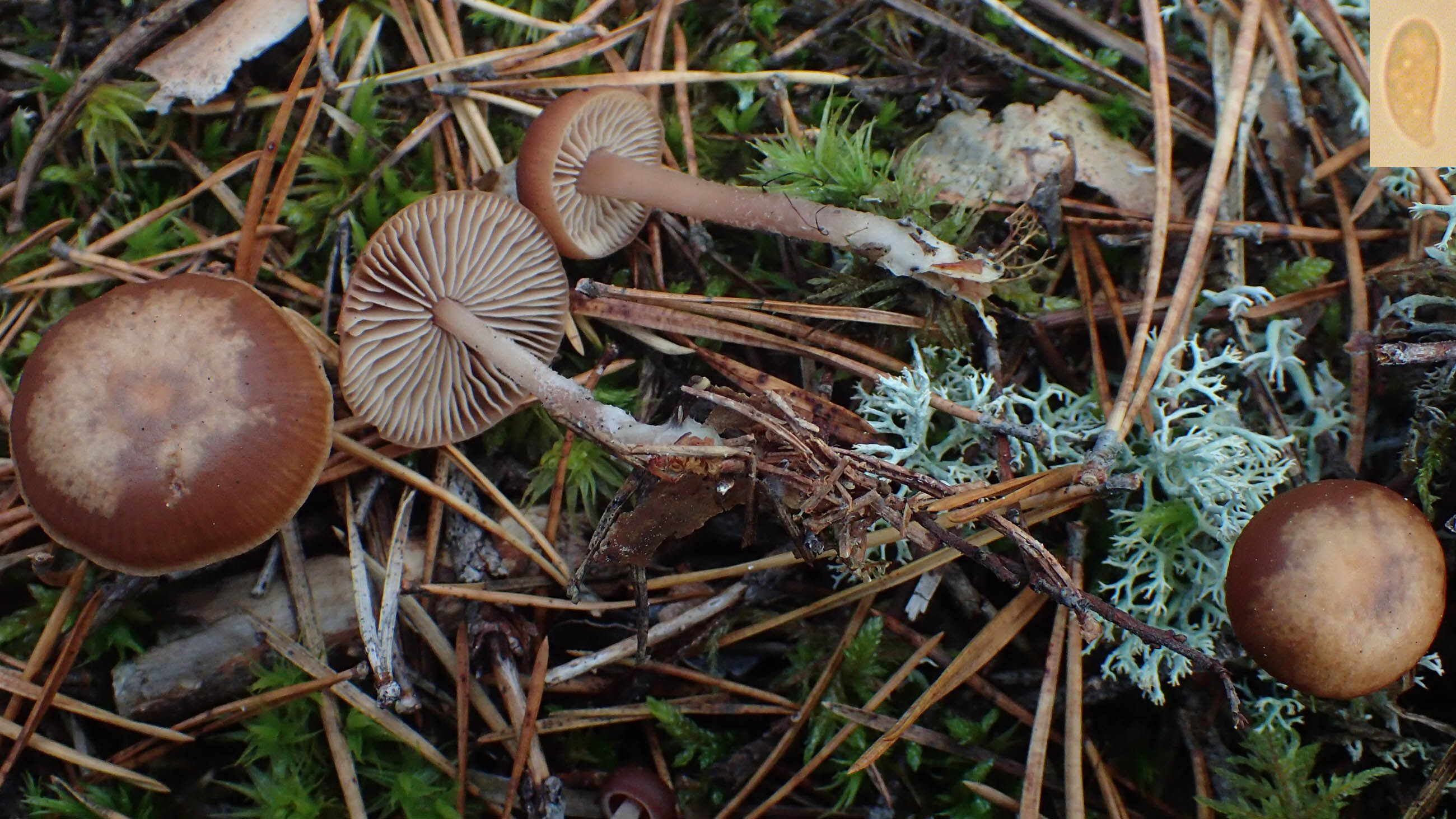 Gymnopus putillus (Fr.) Antonín, Halling & Noordel.