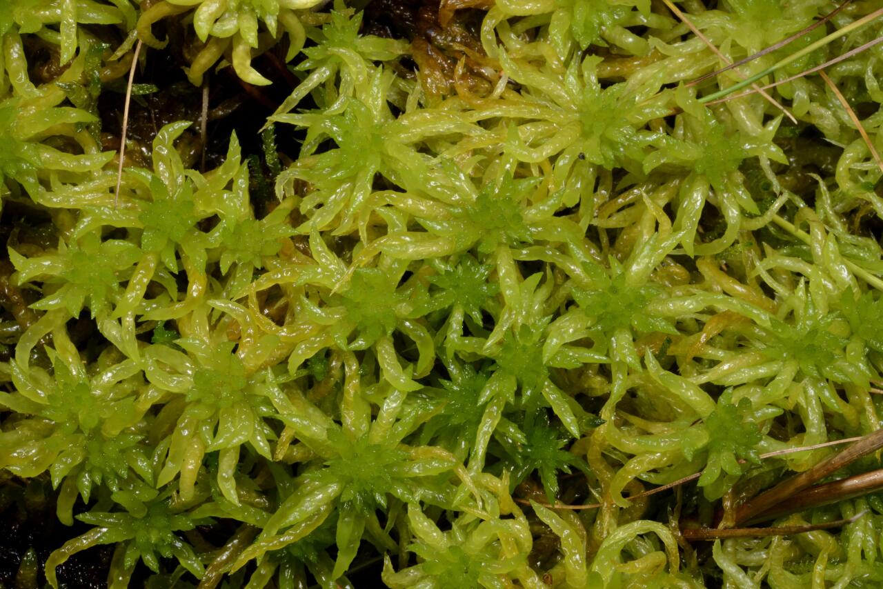 Sphagnum - Wikipedia