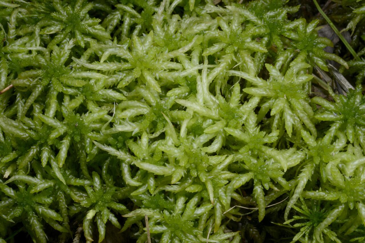 Sphagnum centrale | Identify | Finnish Biodiversity Info