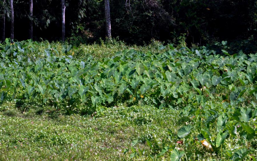 taarot - Colocasia | Tunnistus | Suomen Lajitietokeskus