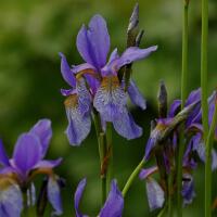 Image 14
