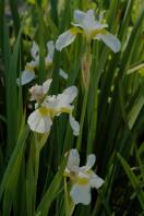 Image 15
