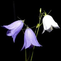 Image 24