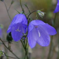 Image 14