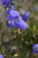 Image 16