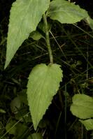 Image 14