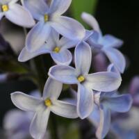 Image 13