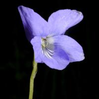 Image 16