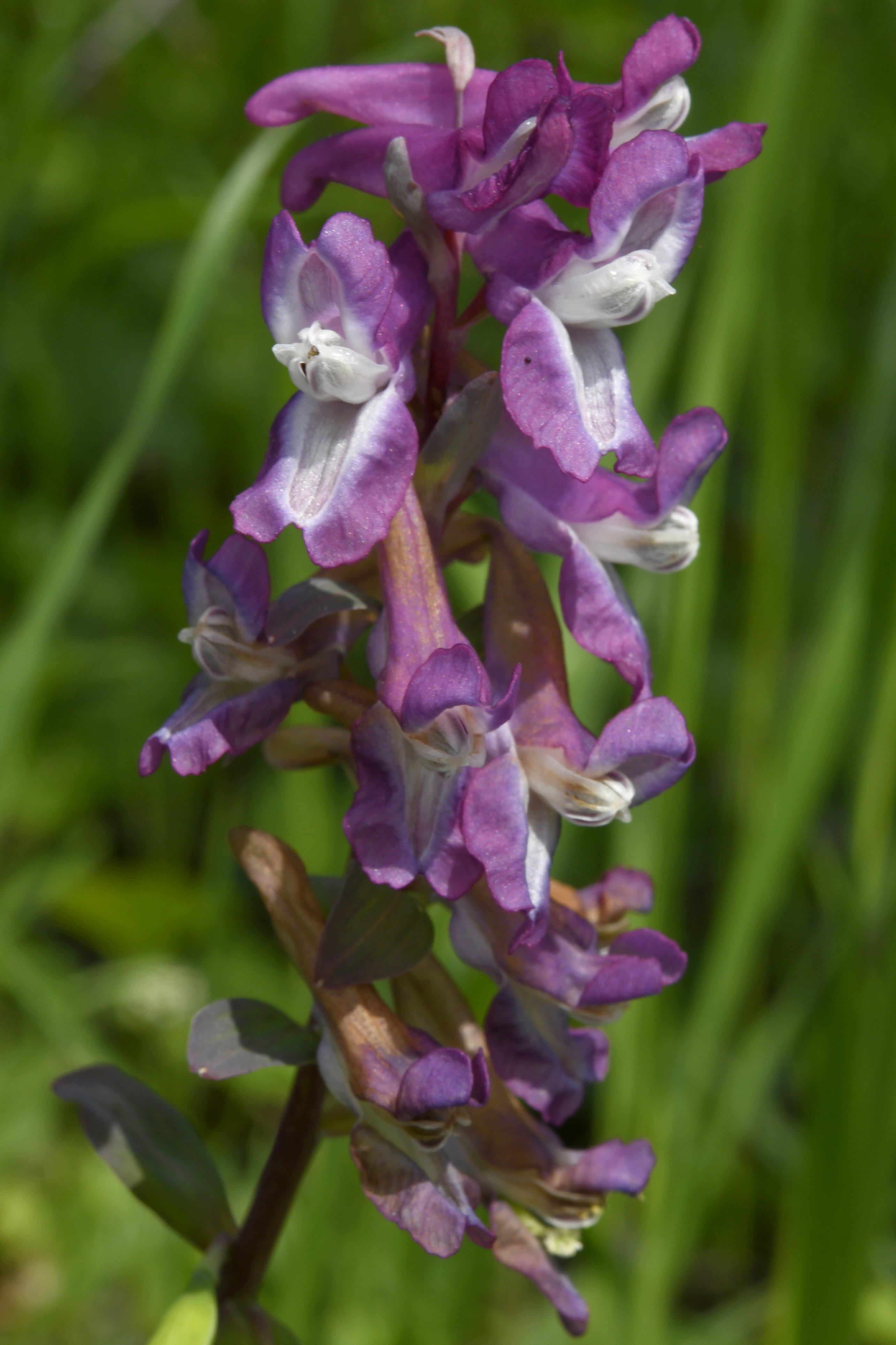 Corydalis | Overview | Finnish Biodiversity Info Facility