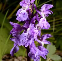 Image 16