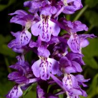 Image 17