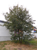 Image 18