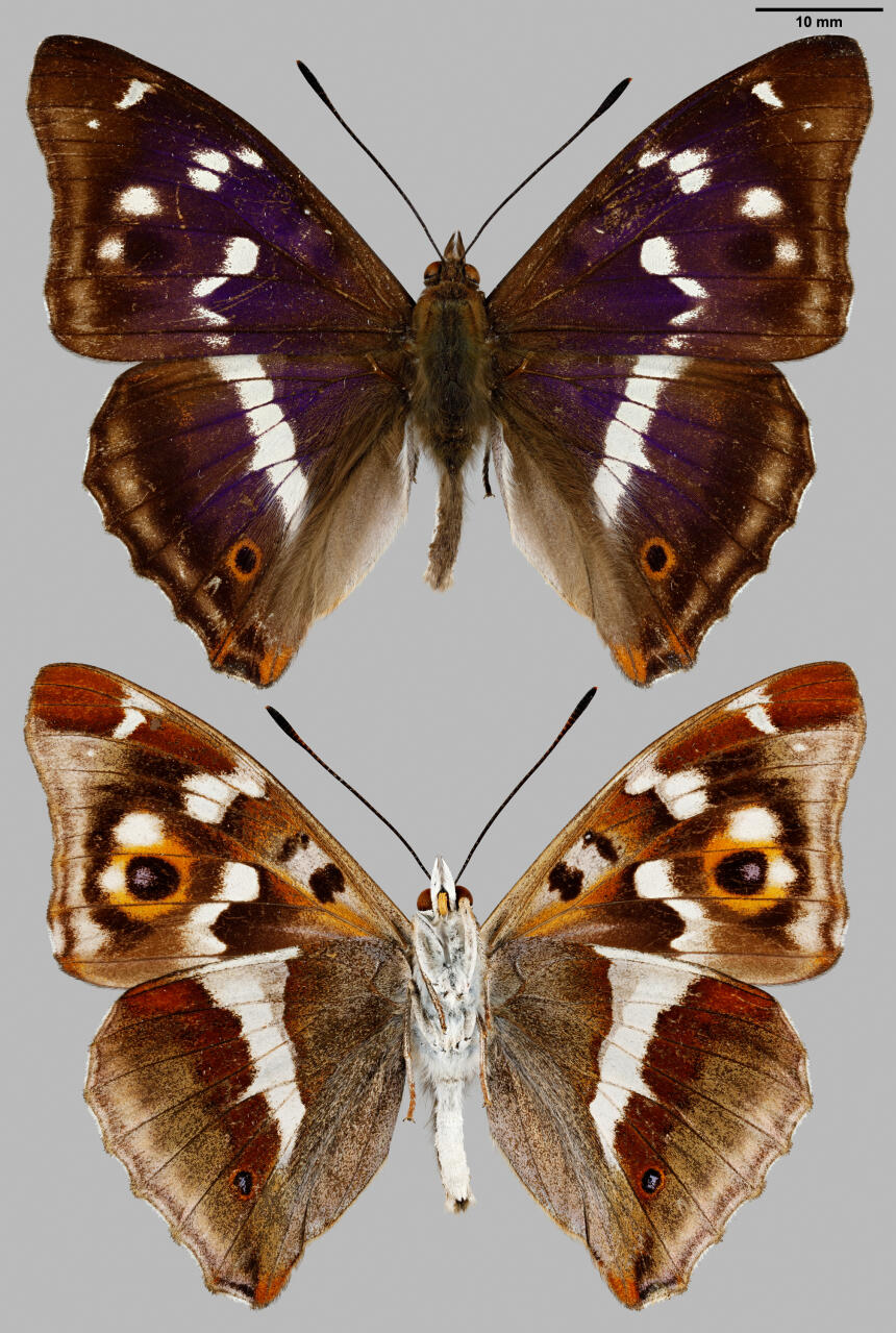 päiväperhoset - Papilionoidea | Tunnistus | Suomen Lajitietokeskus