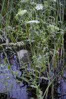 Image 23