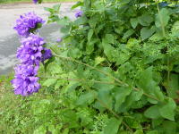 Image 21