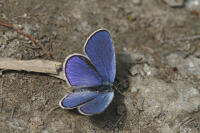 Image 15