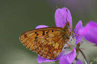 Image 22